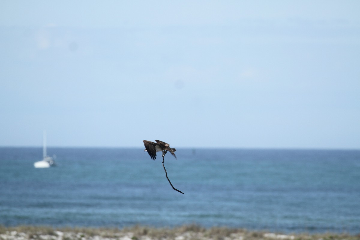 Águila Pescadora - ML617044824