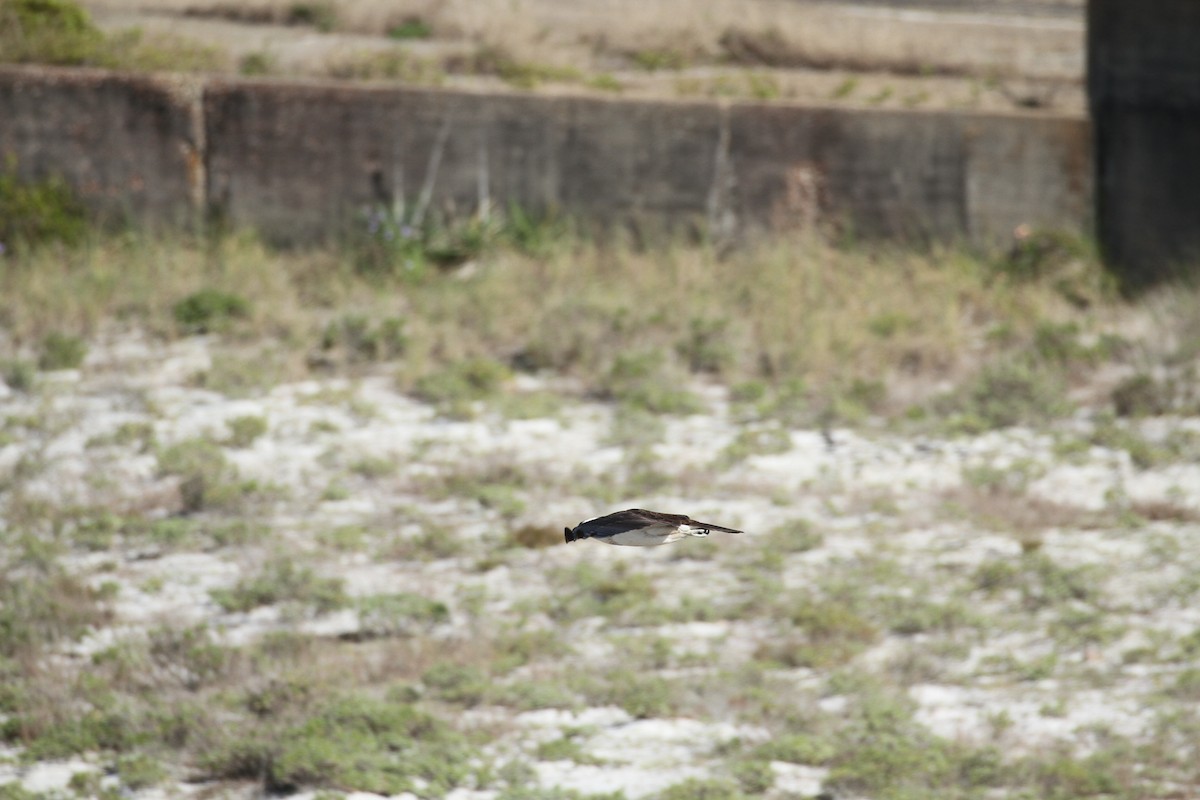 Águila Pescadora - ML617044831