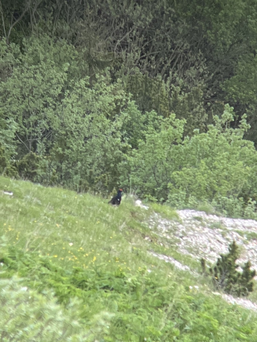 Black Grouse - ML617044840