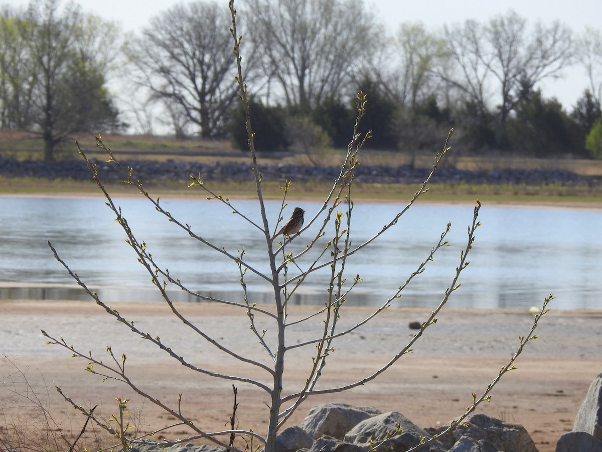 Song Sparrow - ML617044869