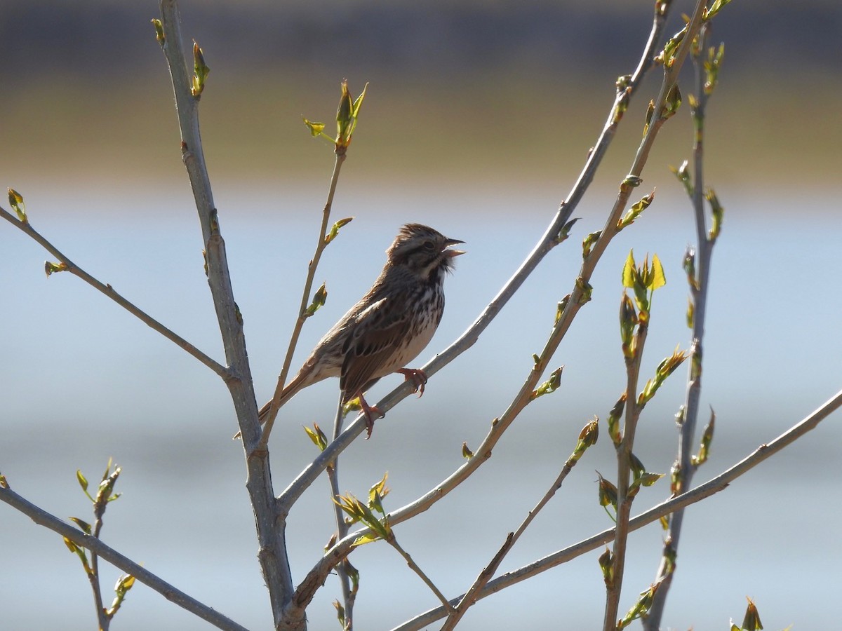 Song Sparrow - Beatrix Kohlhaas