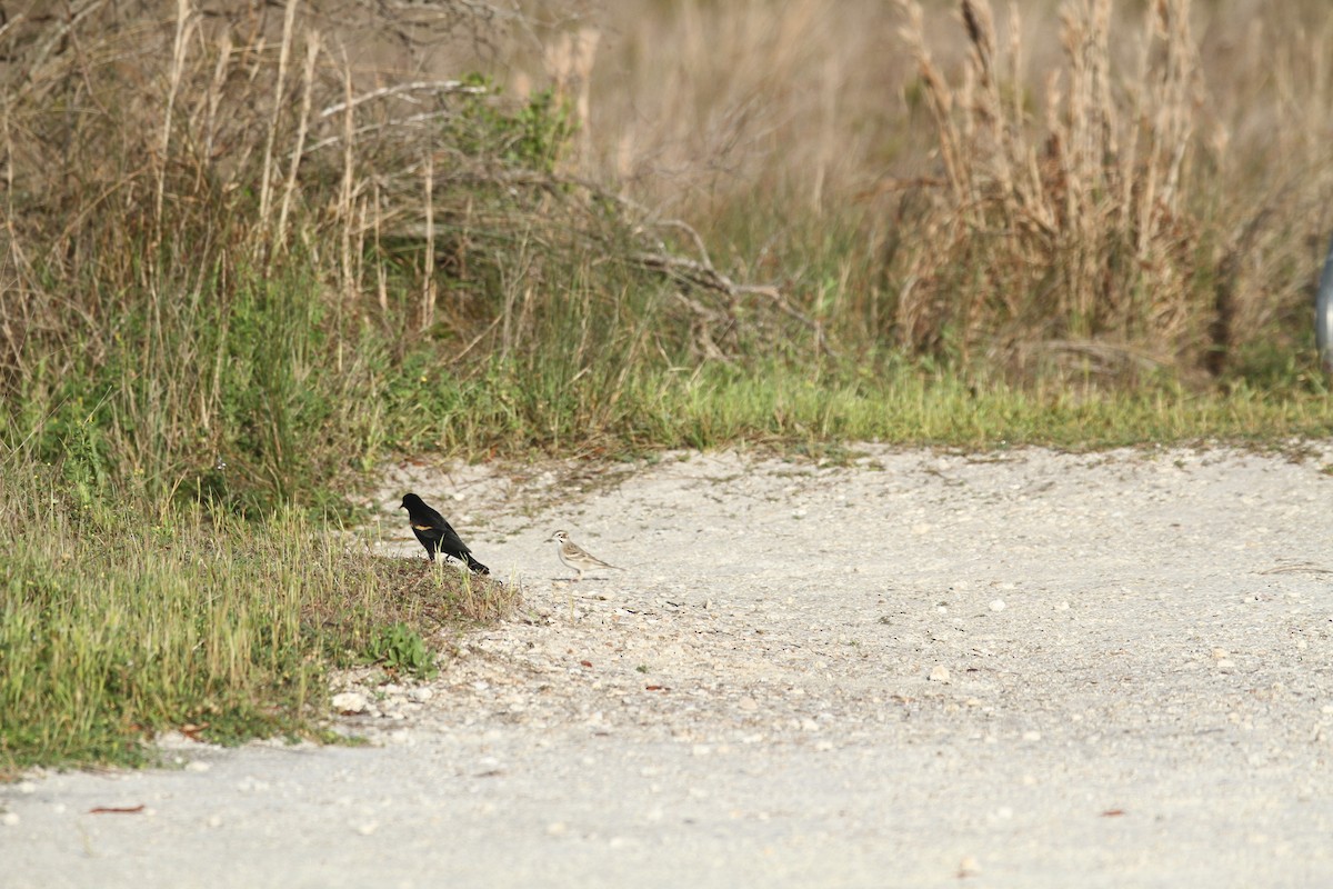 Lark Sparrow - Allan Muise