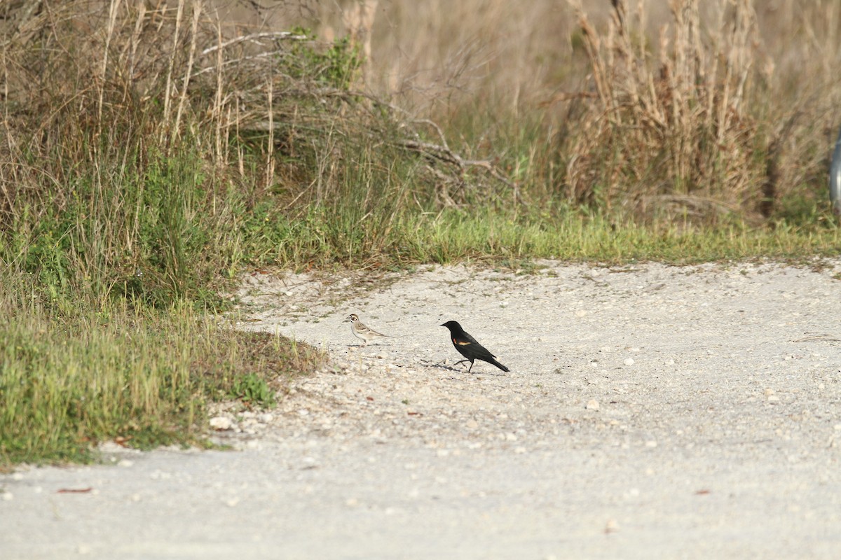 Lark Sparrow - Allan Muise