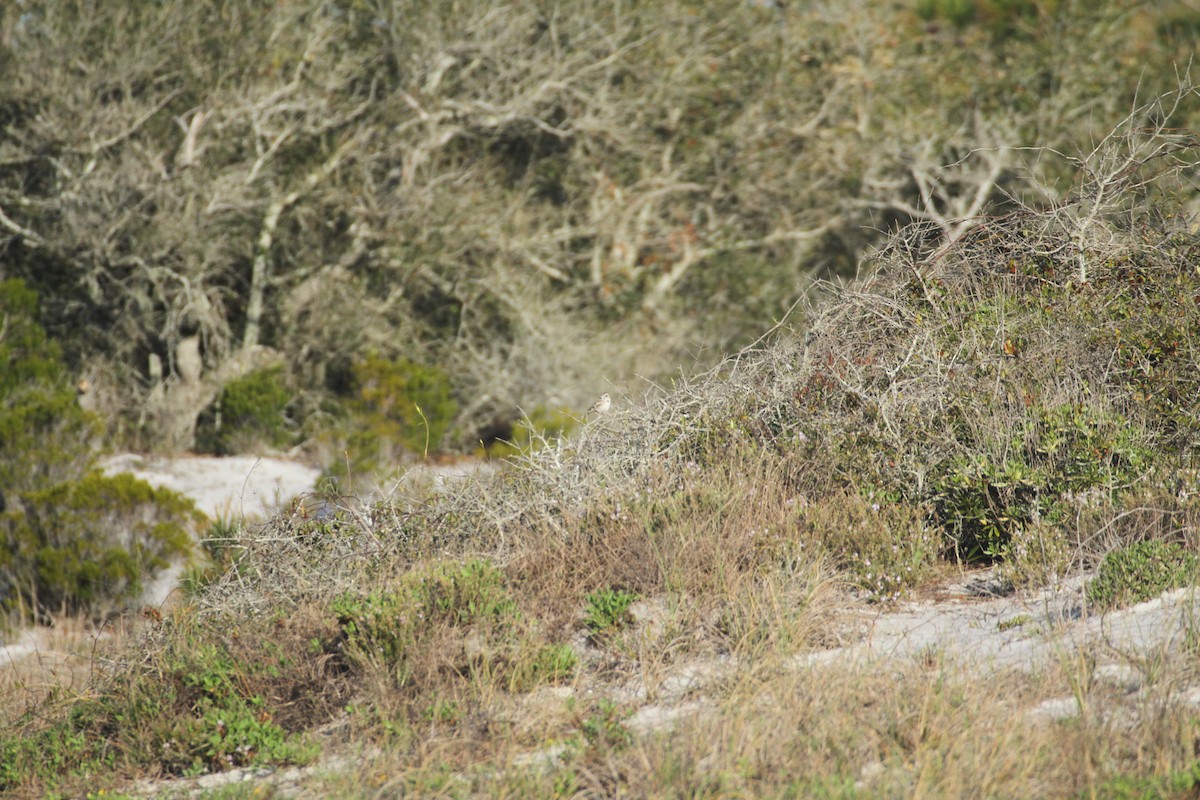 Lark Sparrow - Allan Muise