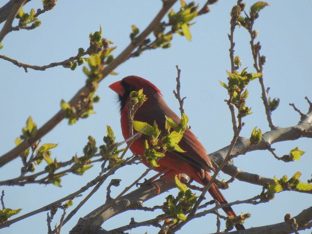 Northern Cardinal - ML617044962