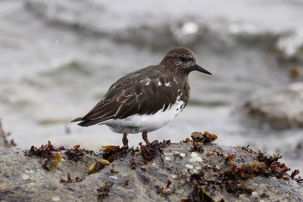 Black Turnstone - ML617044979