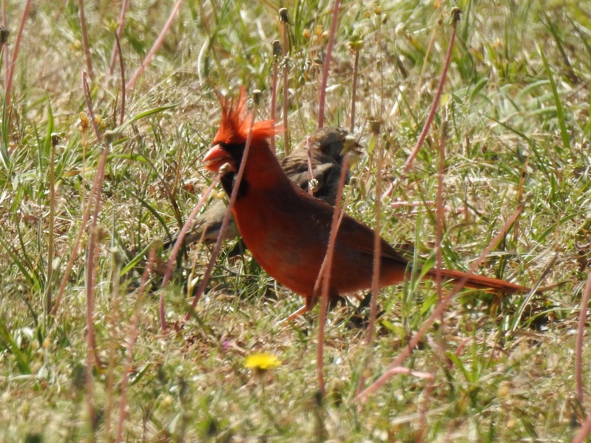 Northern Cardinal - ML617045020