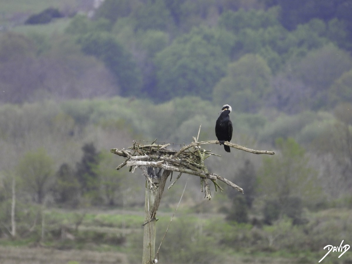 Great Cormorant - ML617045023