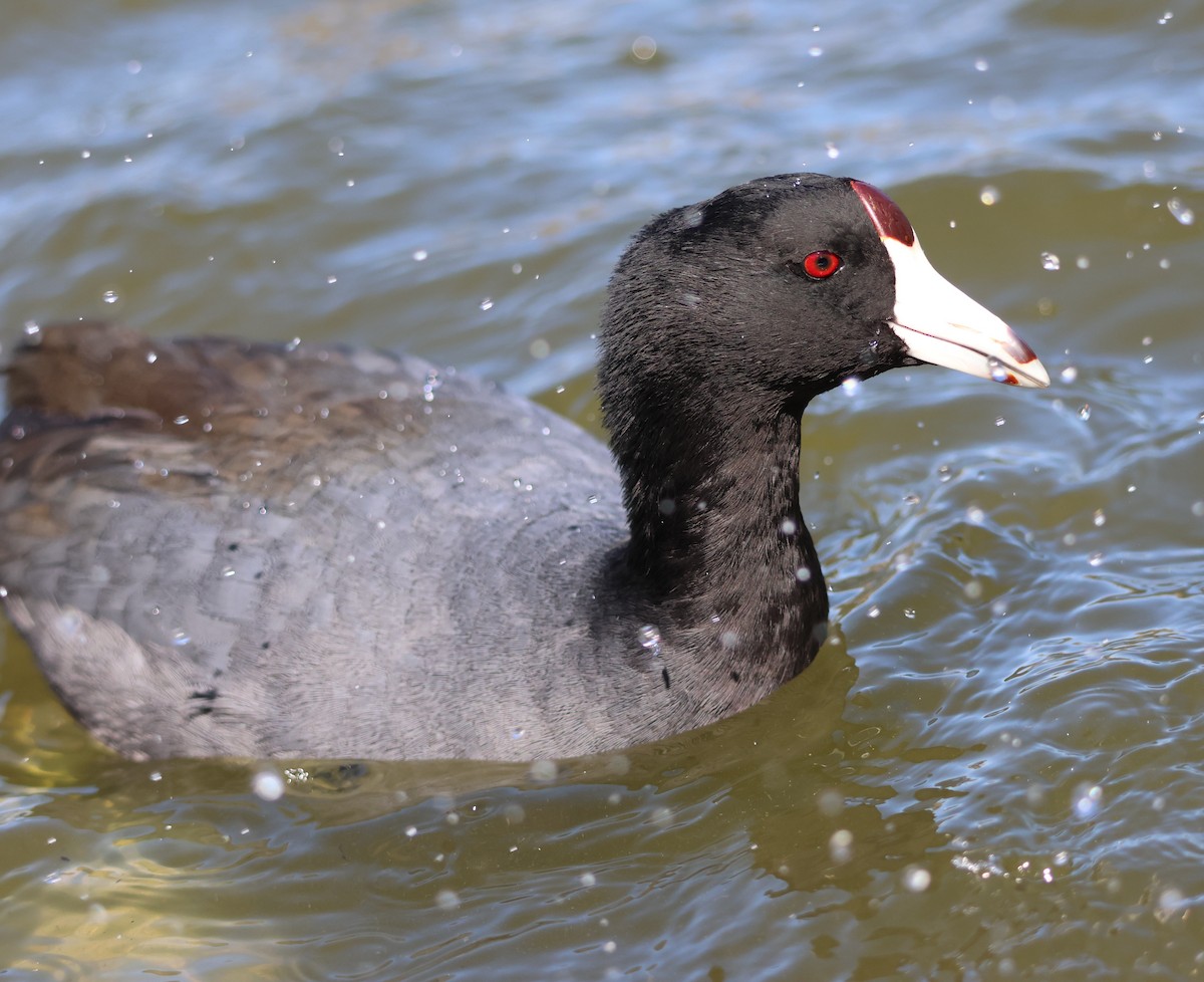 American Coot - ML617045044