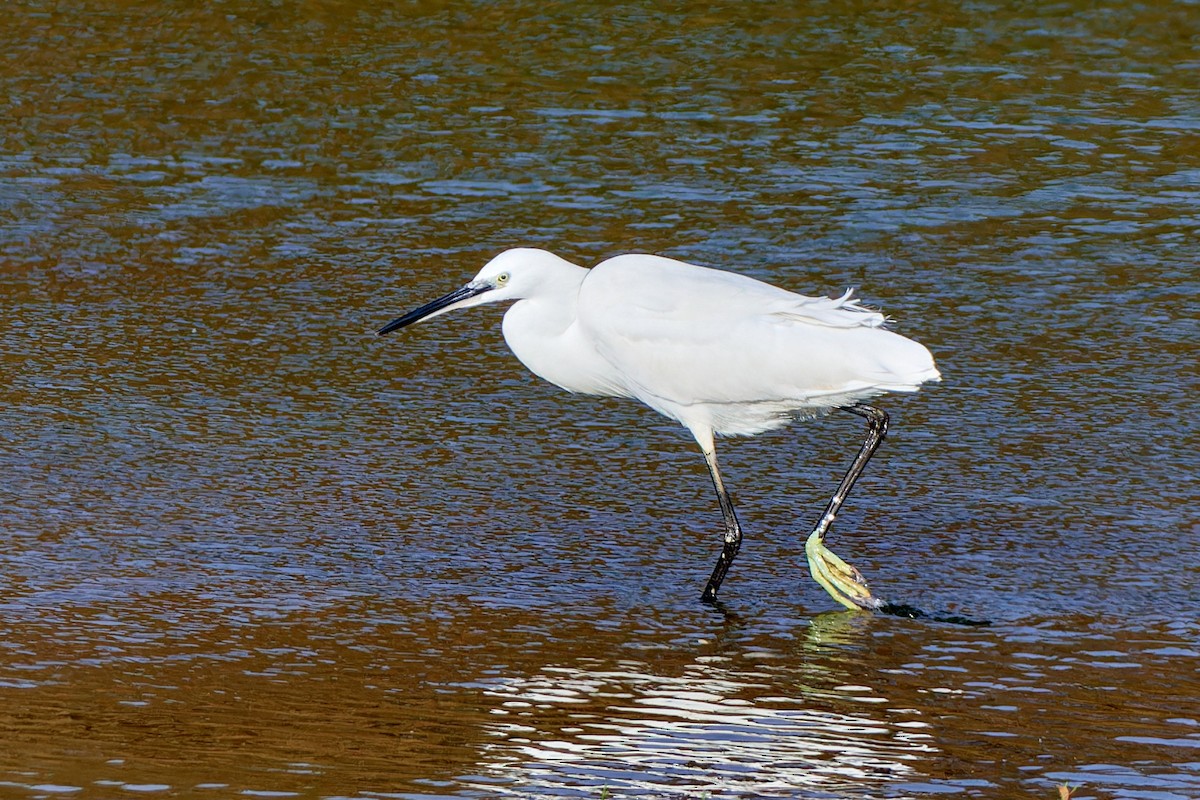 Little Egret - Tomáš Grim