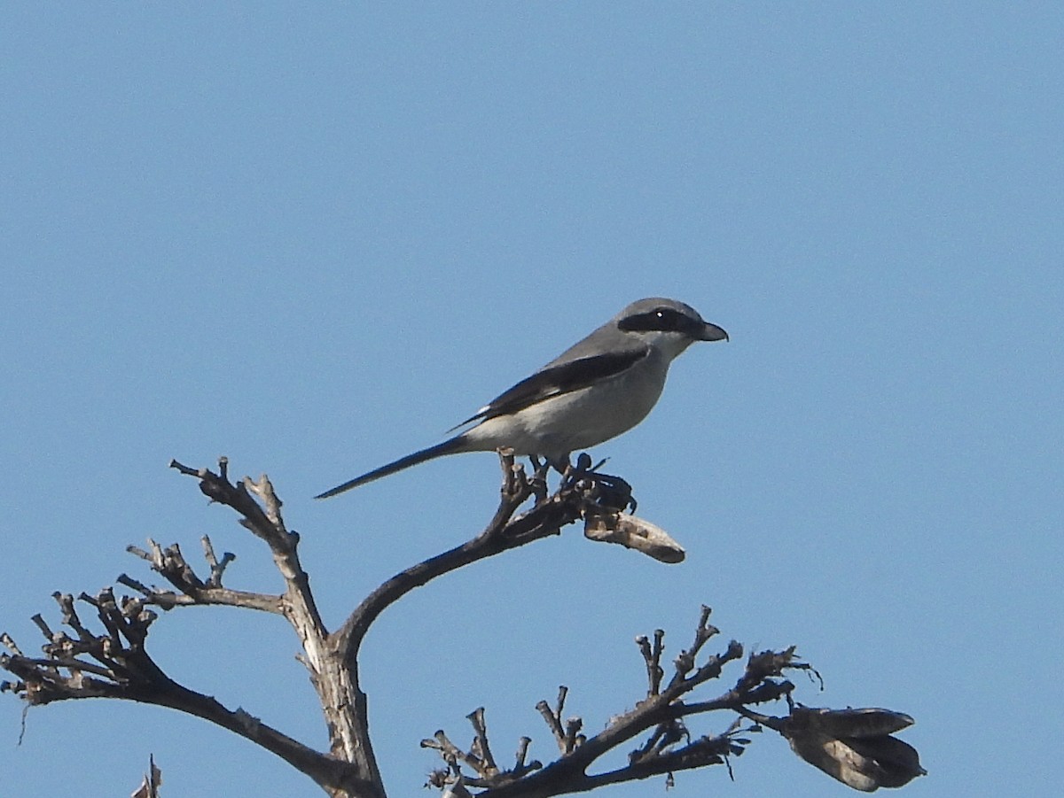 Loggerhead Shrike - ML617045227