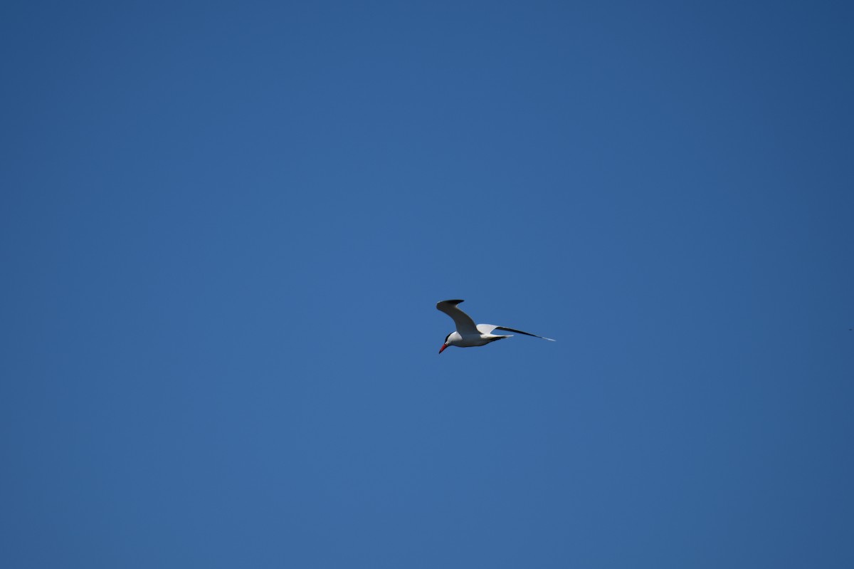 Caspian Tern - ML617045230