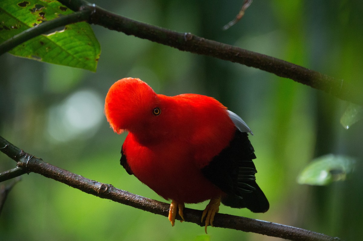 Andean Cock-of-the-rock - Maria Fernanda Gauna