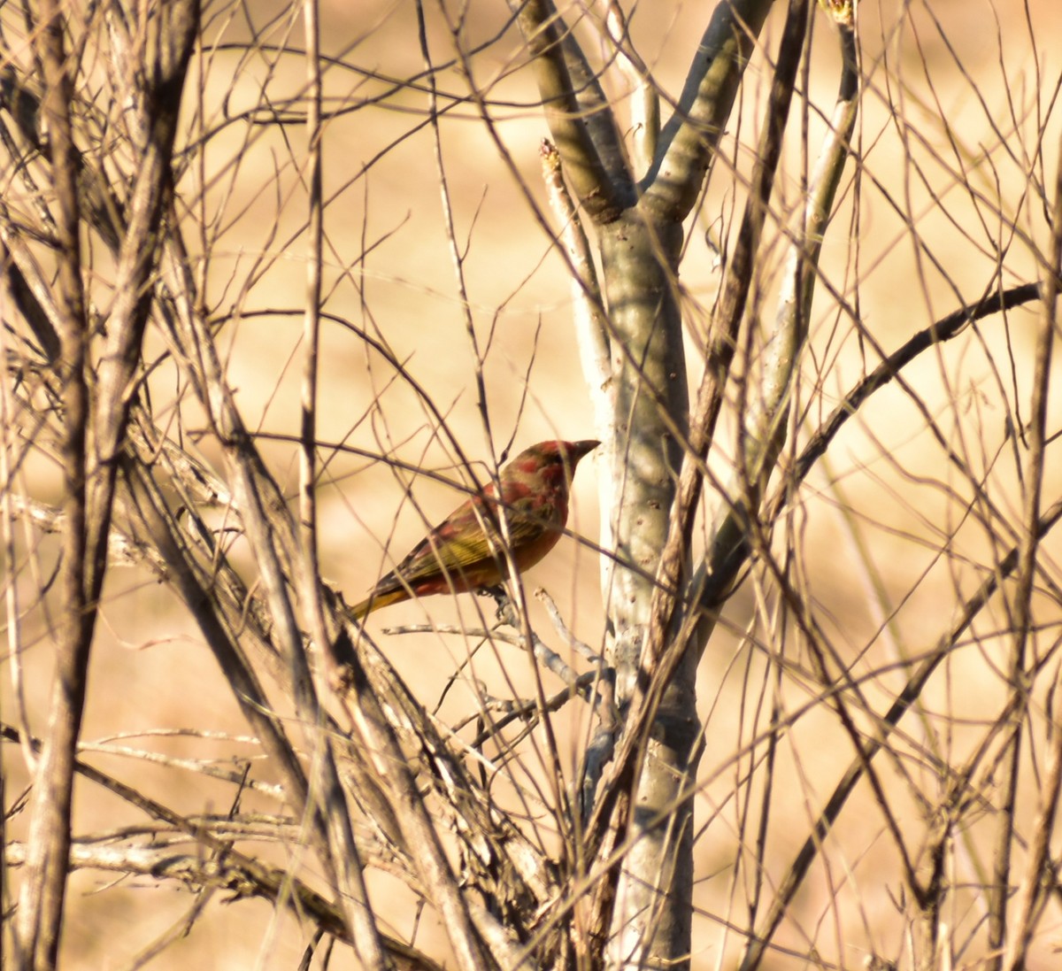 Summer Tanager - ML617045262