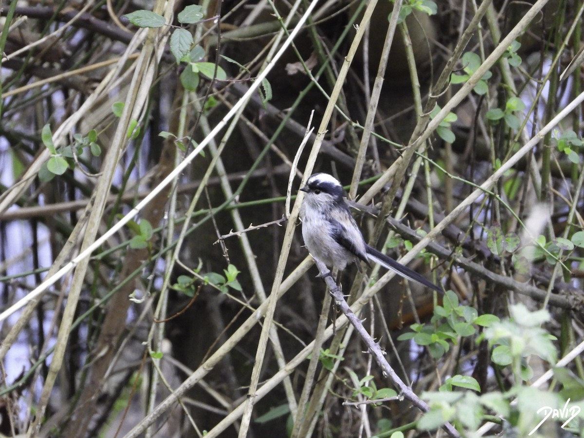 Long-tailed Tit - ML617045290