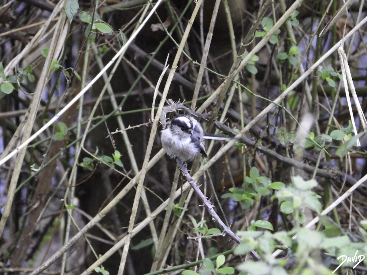 Long-tailed Tit - ML617045291