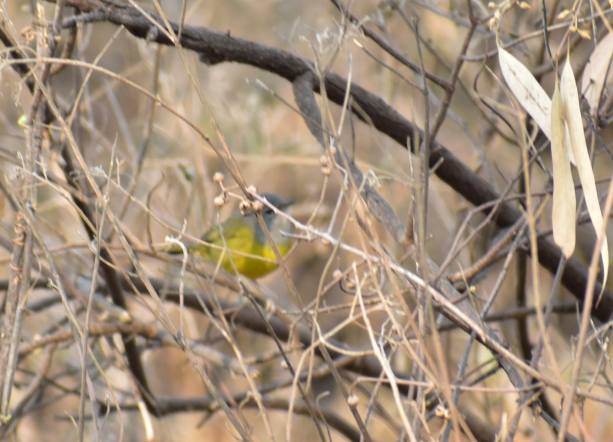 MacGillivray's Warbler - ML617045296