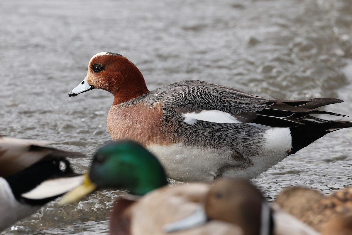 Eurasian Wigeon - ML617045313