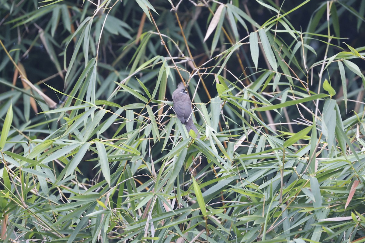 Speckled Mousebird - ML617045328