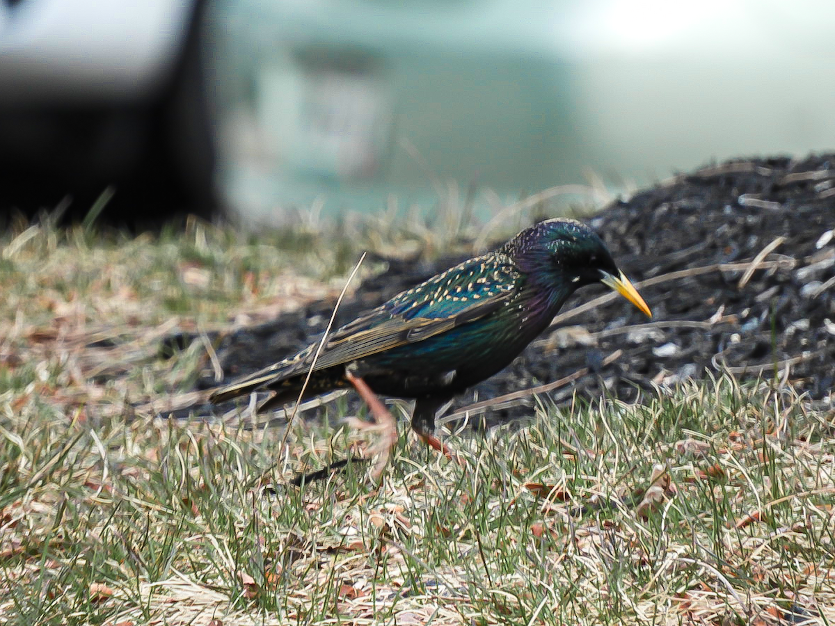 European Starling - Emmett Frost