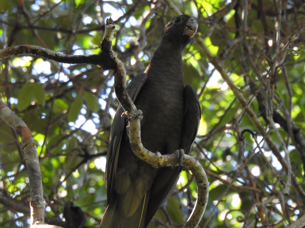 Lesser Vasa Parrot - ML617045419