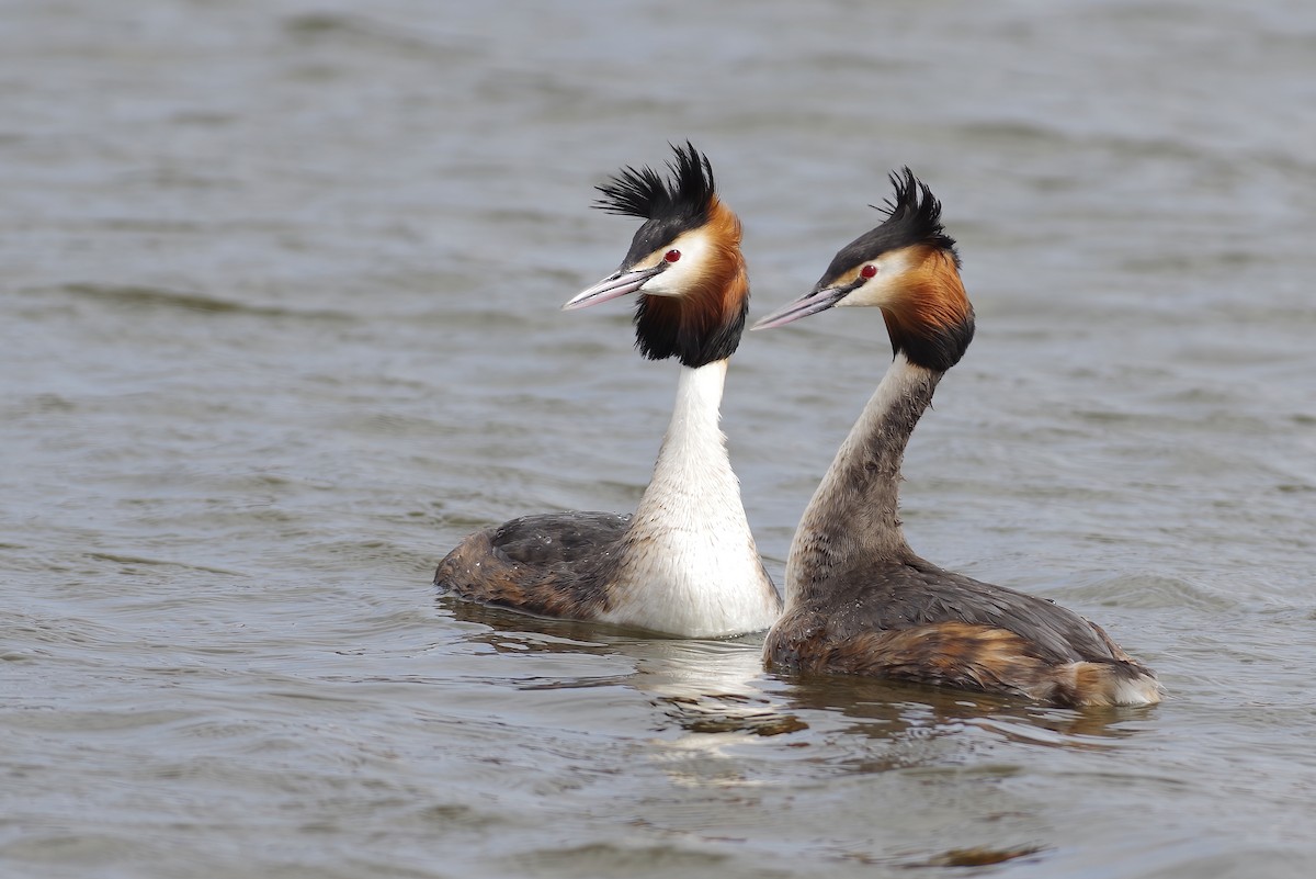 Great Crested Grebe - ML617045466