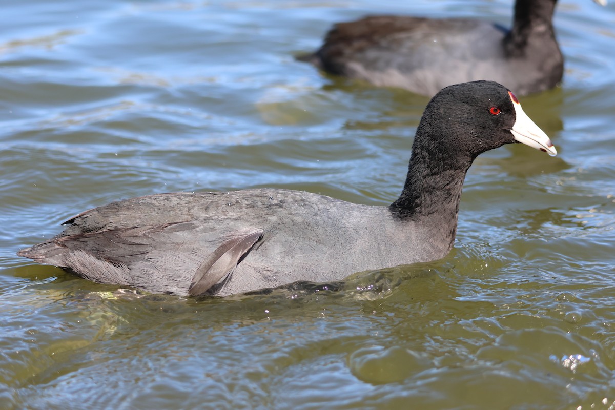 American Coot - ML617045472