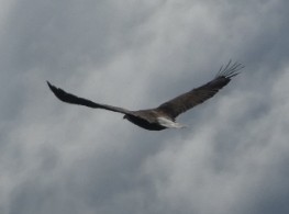 Bald Eagle - ML617045508