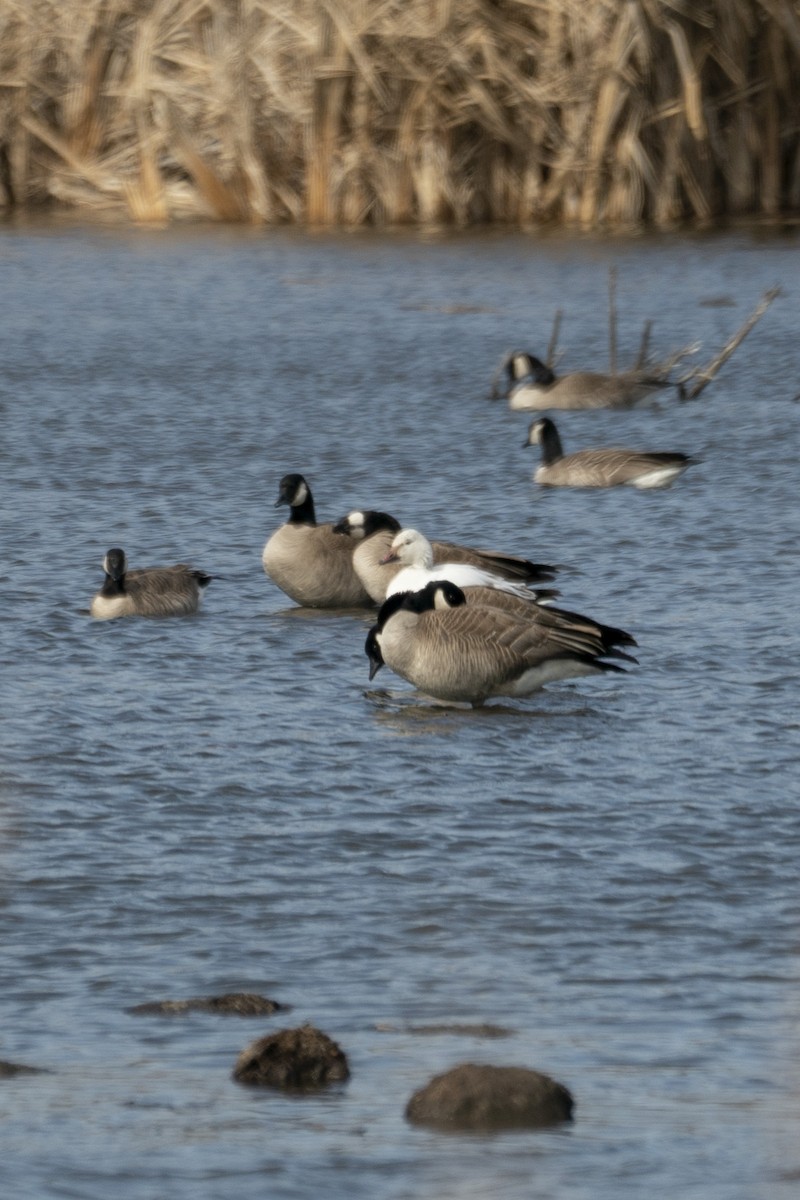 Snow Goose - ML617045518