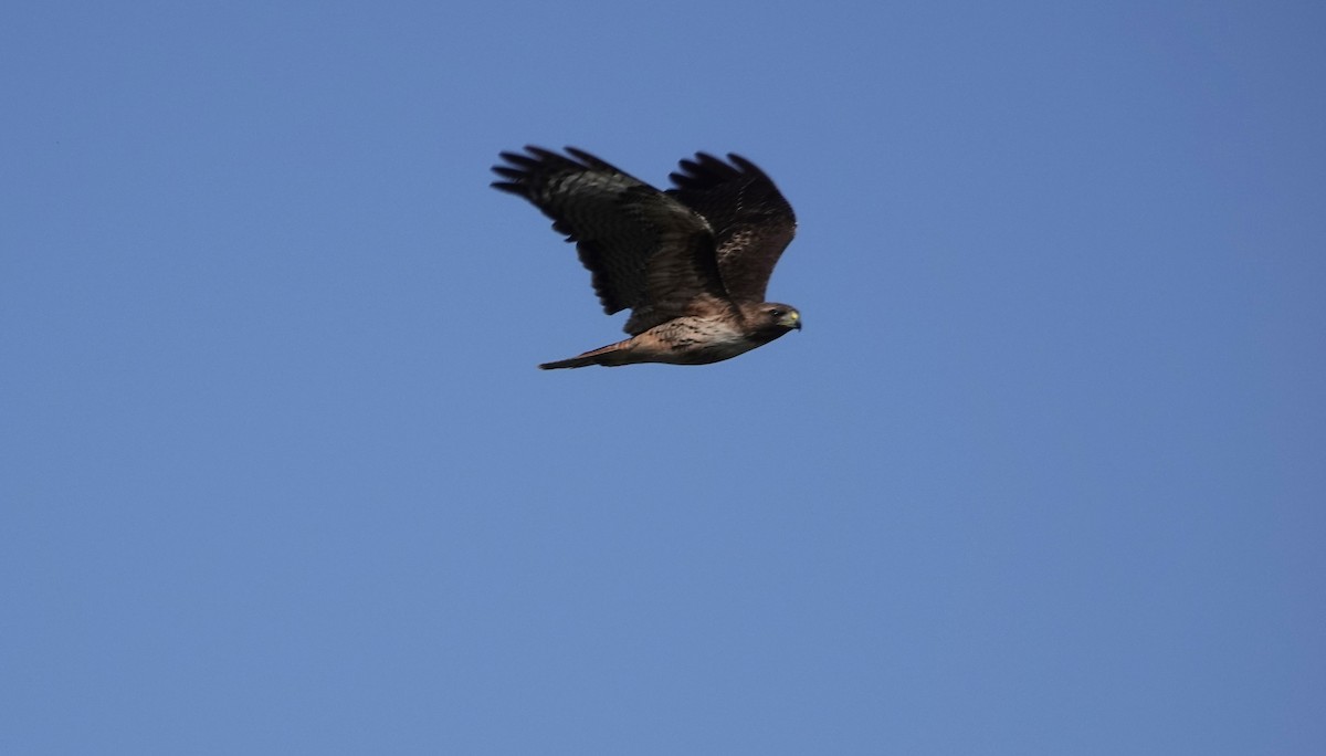 Red-tailed Hawk - Tom Beland