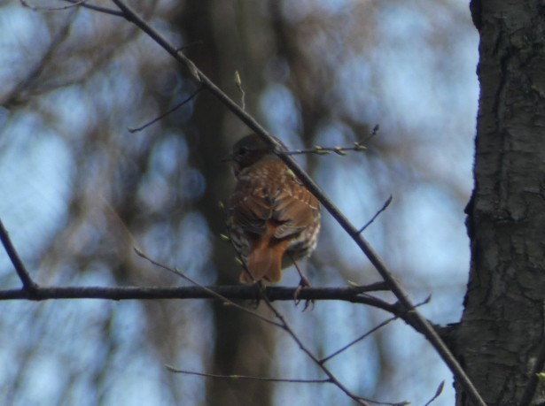 Fox Sparrow - ML617045523