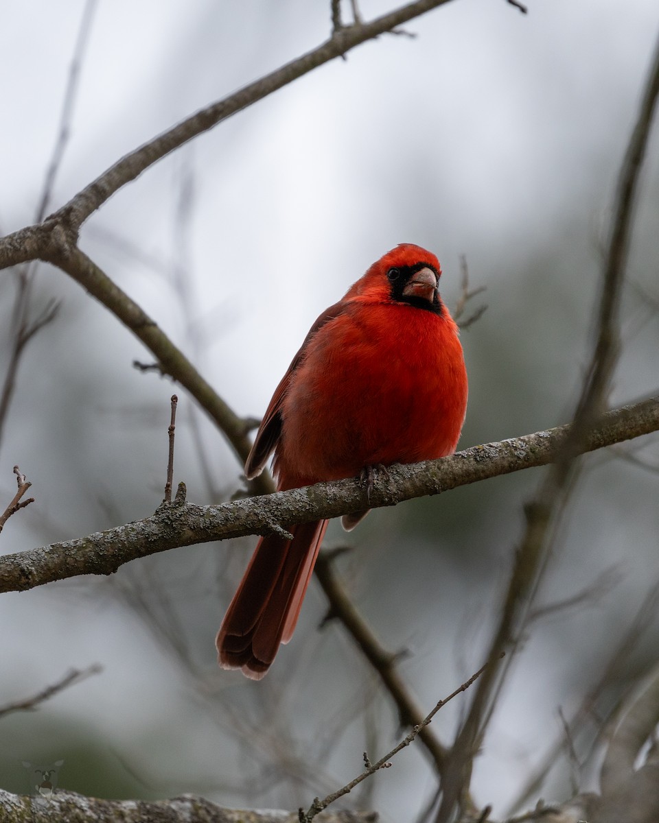 Northern Cardinal - Jamie Wert