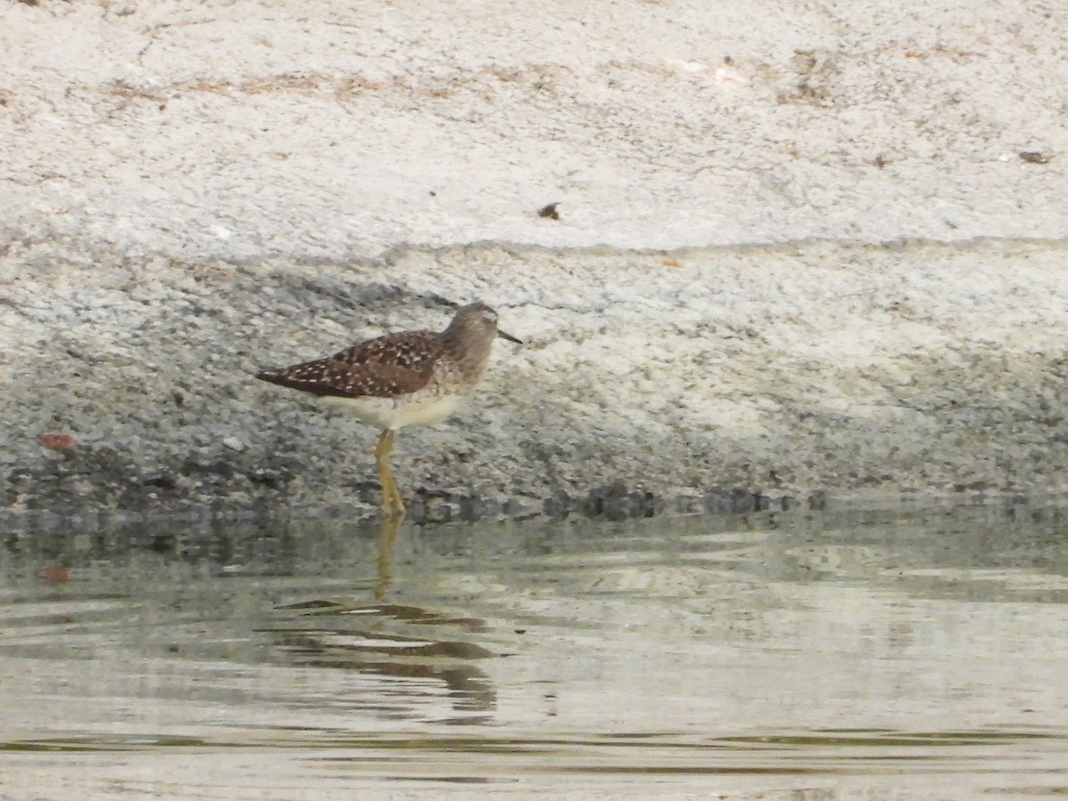 Bruchwasserläufer - ML617045622