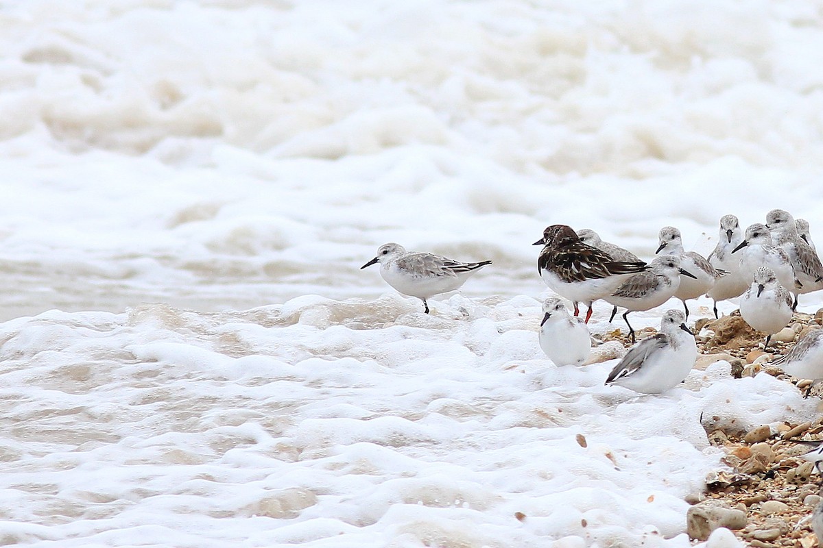 Sanderling - ML617045654