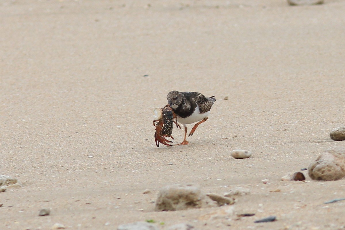 Ruddy Turnstone - ML617045687