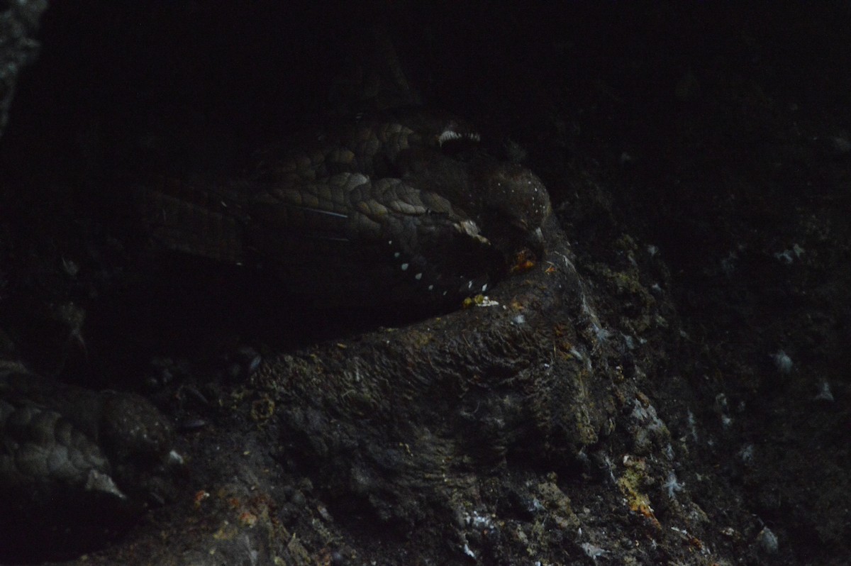 Oilbird - Maria Fernanda Gauna