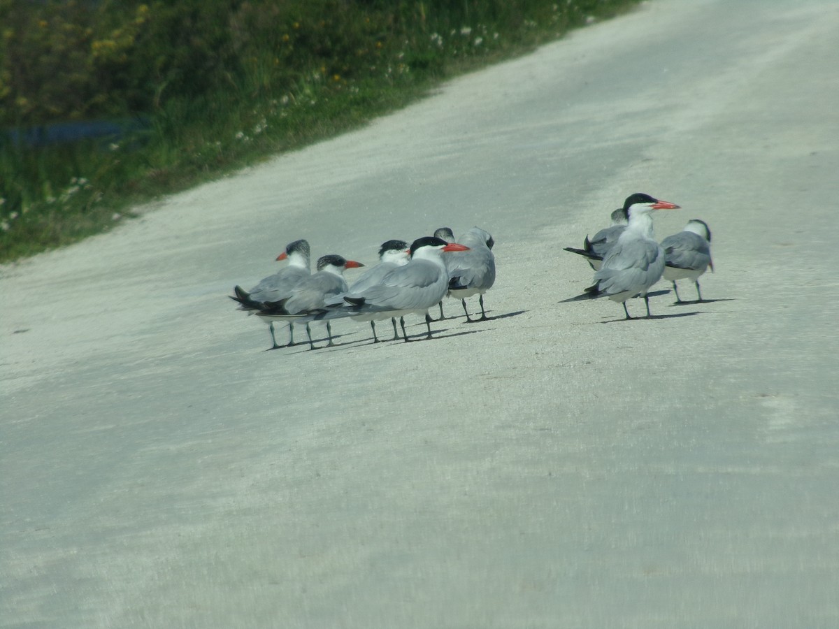 Caspian Tern - ML617045696