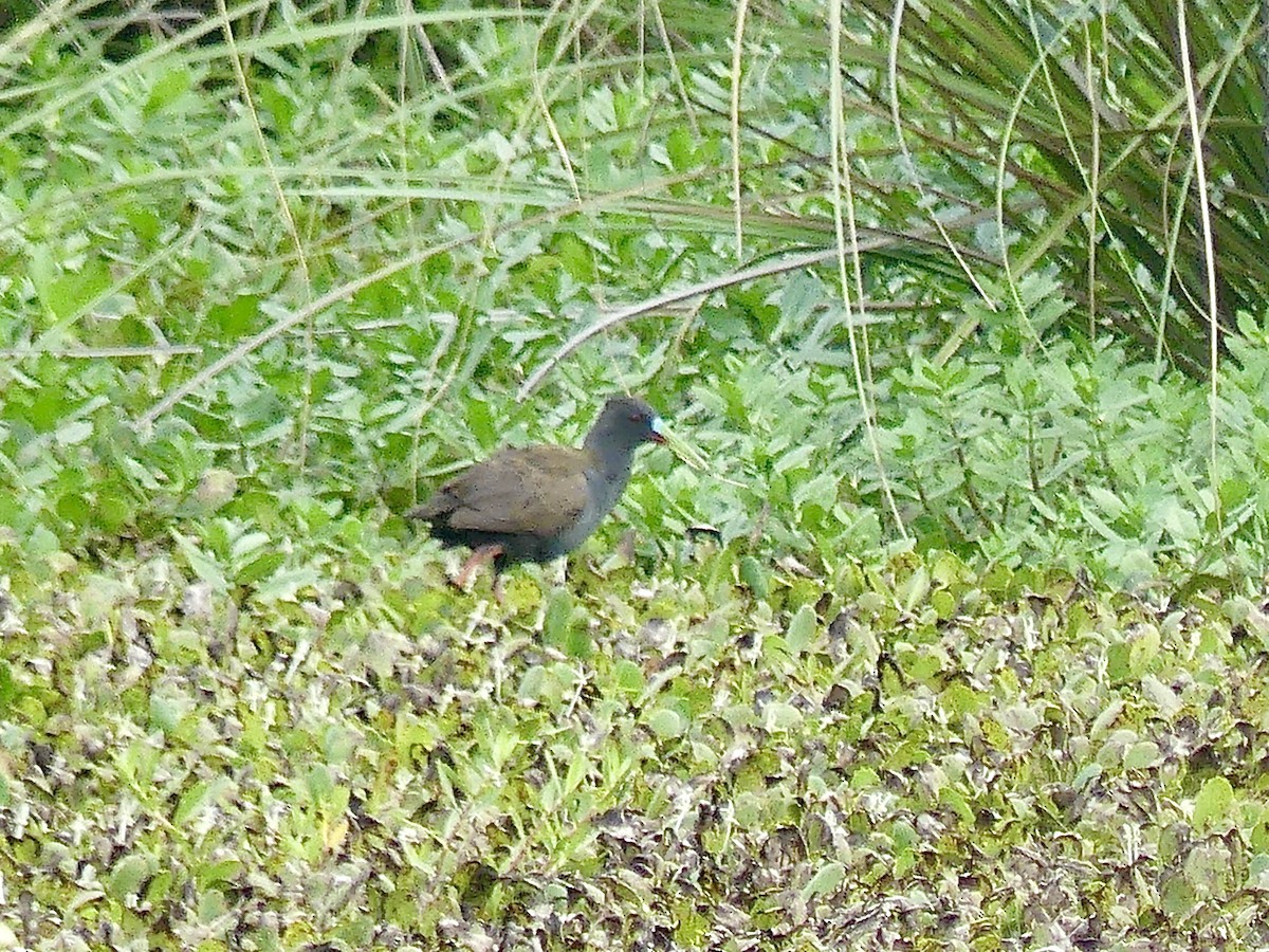 Plumbeous Rail - ML617045719