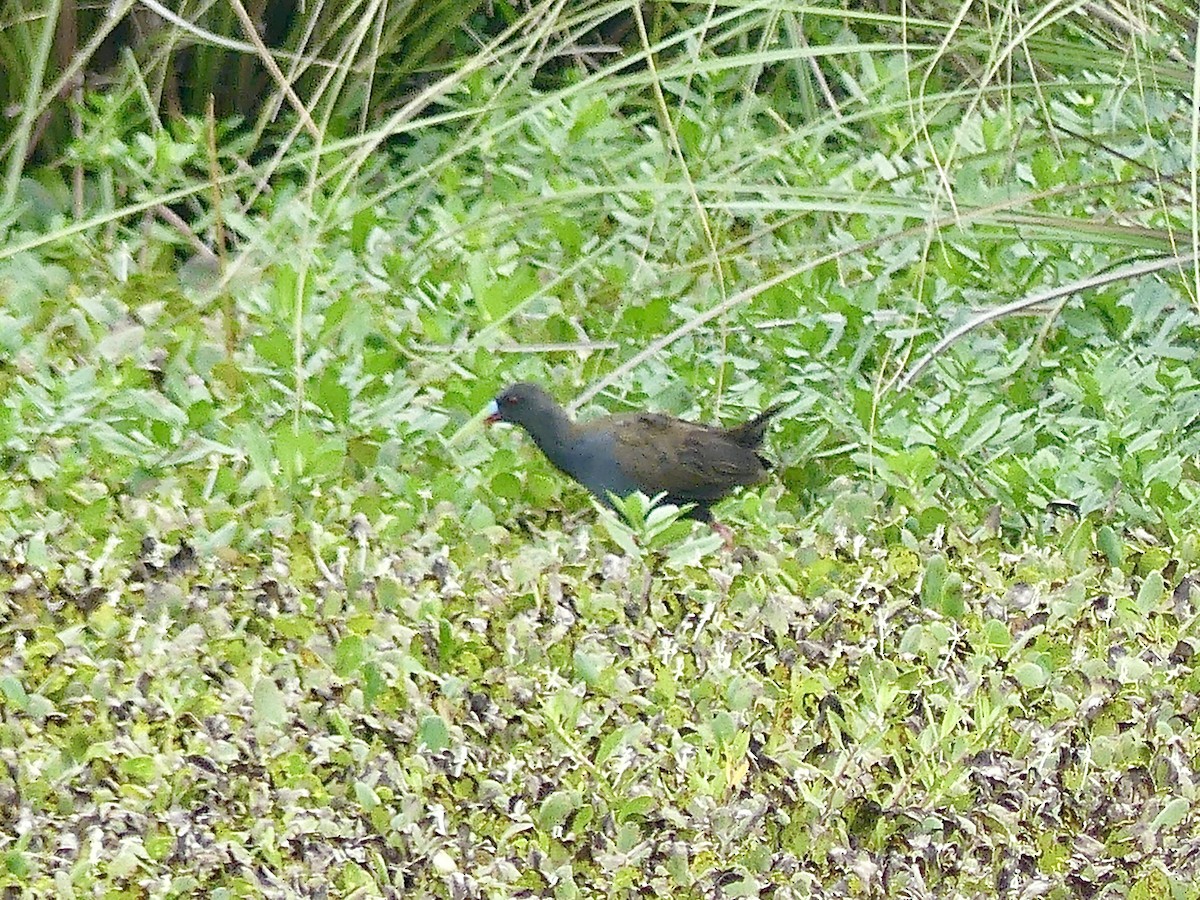 Plumbeous Rail - ML617045720