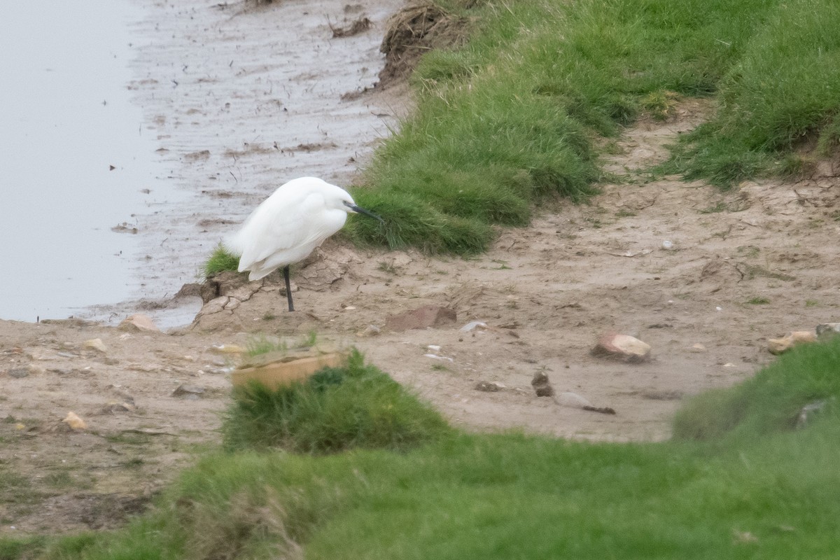 Little Egret - ML617045736