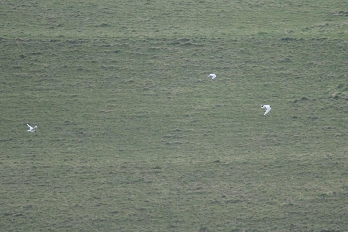 Mediterranean Gull - ML617045742