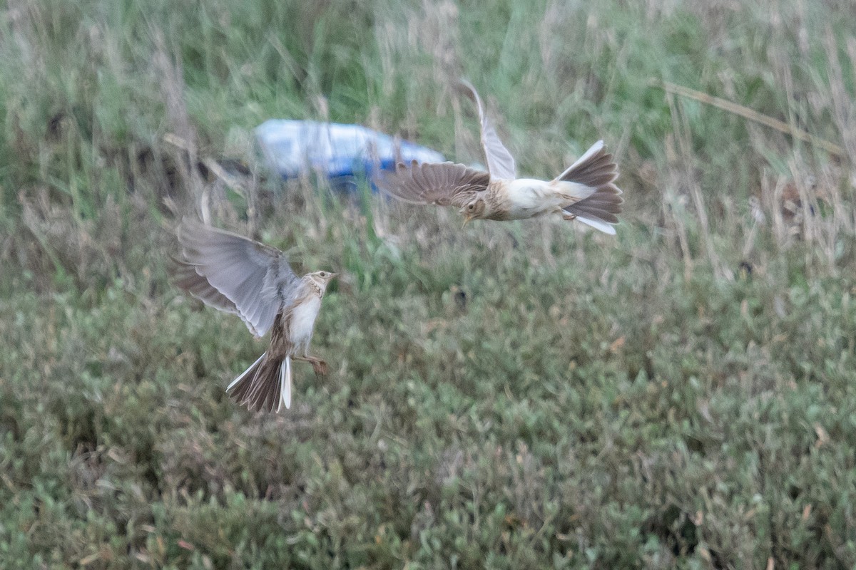 Eurasian Skylark - ML617045776