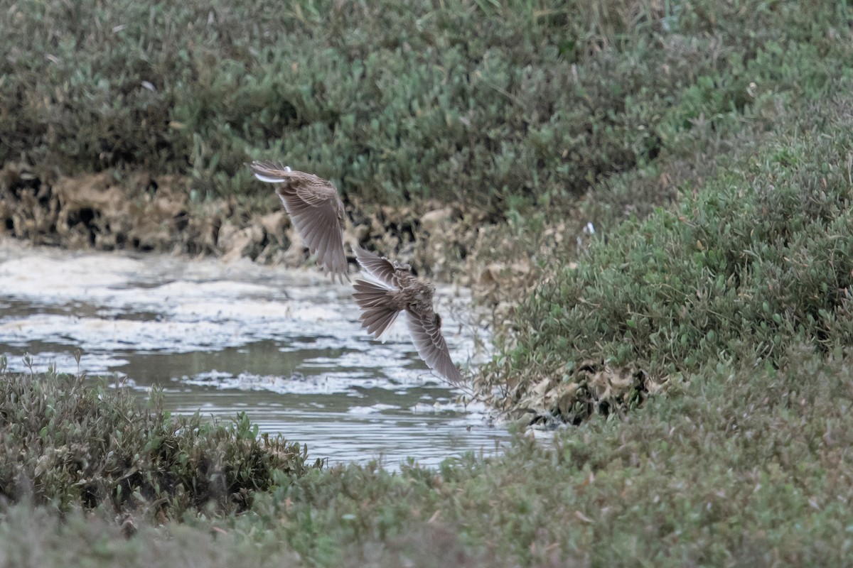 Eurasian Skylark - ML617045779