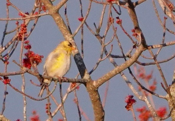 American Goldfinch - Steve Mayo