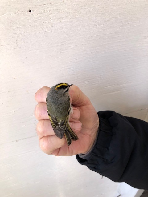 Golden-crowned Kinglet - ML617045803