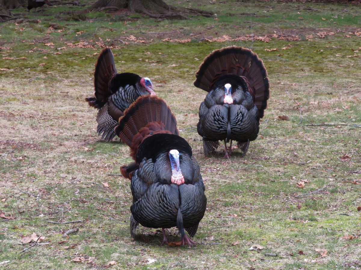 Wild Turkey - Deb Caron