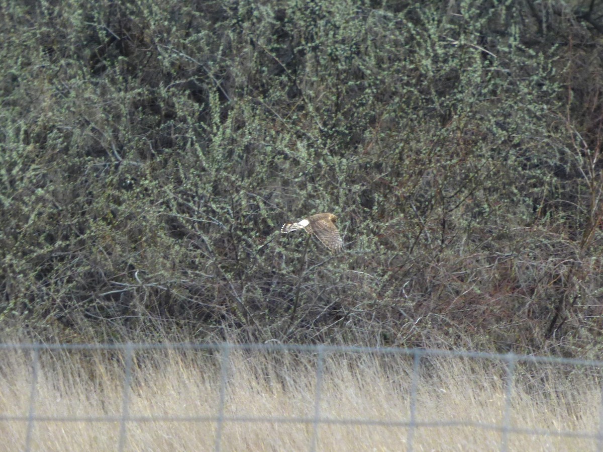 Northern Harrier - Liz Moy