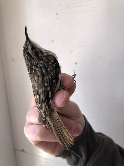 Brown Creeper - Levi Wilson