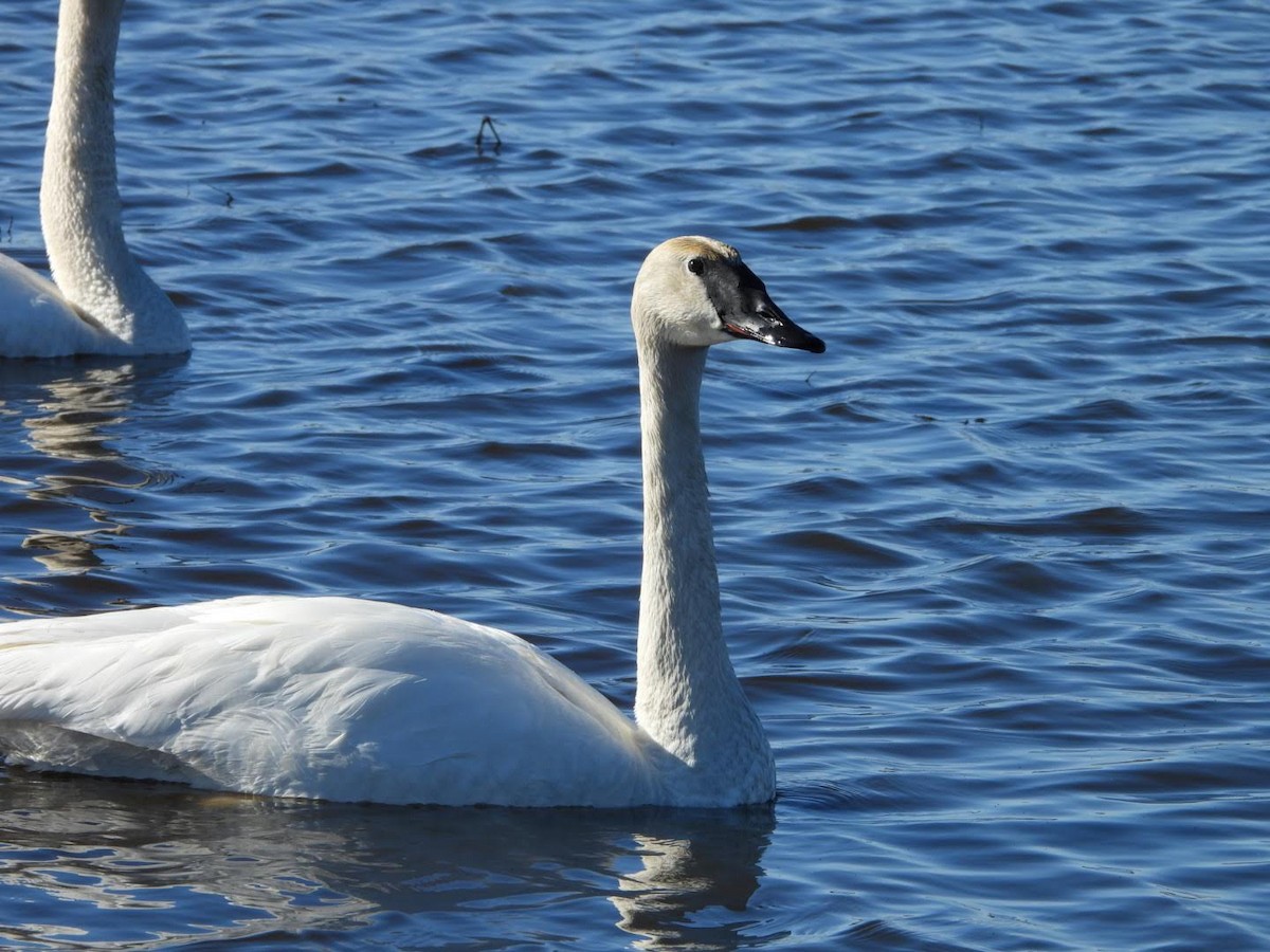 Trumpeter Swan - Stephanie Bishop