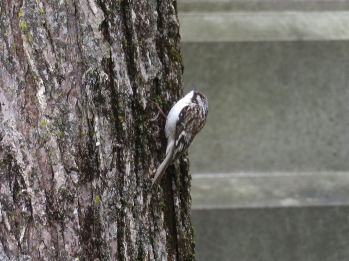 Brown Creeper - Deb Caron